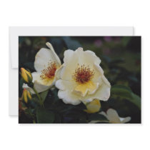 Lovely Shrub Rose 'Golden Wings' Invitations