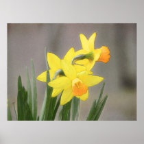 Lovely Spring Daffodils