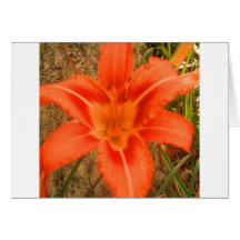 lovely tropical flower greeting cards