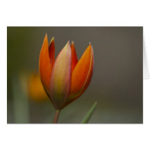 Lovely tulip note card
