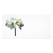 Lovely White Amaryllis Picture Card