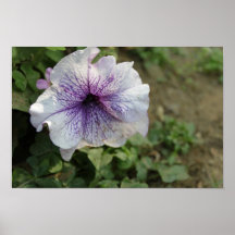 Lovely white flower posters