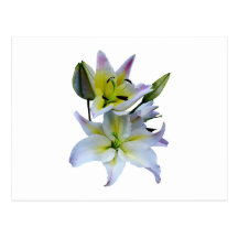 Lovely White Lilies Postcard
