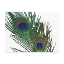 Lovely White Peacock Feather