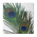 Lovely White Peacock Feather Tile
