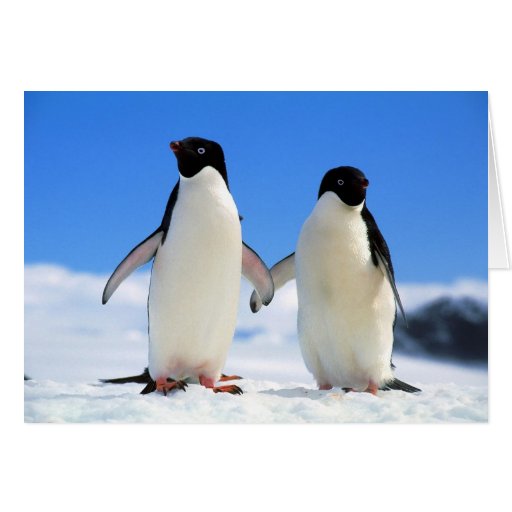 lovers penguins card