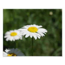 Loves Me-Loves Me Not 10 x 8 Photographic Print