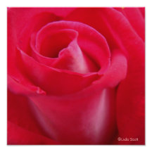 Love's Red Rose Art Photo