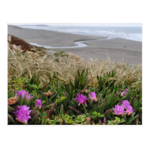 Lovin' The Coast Post Cards