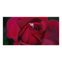Loving the red rose and meaning custom photo card