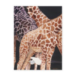 "Low Clearance" Giraffe Wildlife Animal Watercolor postcards