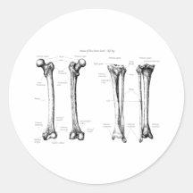 Lower Limb Grey Sticker