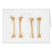 Lower Limb Sepia Cards