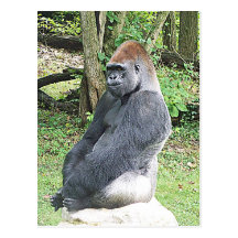Lowland Gorilla in Sitting Pose Post Cards