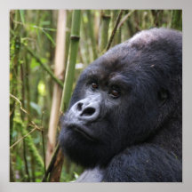 Lowland Gorilla Invitations Print