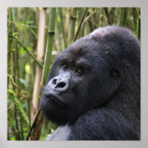 Lowland Gorilla Poster
