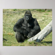 Lowland Gorilla Posters