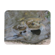 Lowland Leopard Frogs Magnet