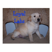 Loyal Labs Post Card