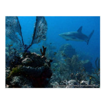Ltd Edition Bahamian Reef Sharks Postcards