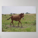 Lucille, Mule On The Move posters