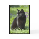 Lucky Black Cat cards