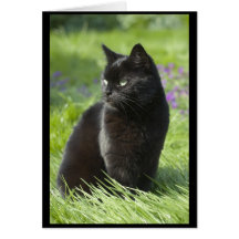 Lucky Black Cat Card