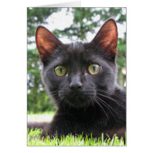 Lucky Black Cat Greeting Card
