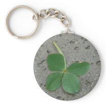 Lucky Charm Four Leaf Clover Photo