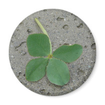 Lucky Charm Four Leaf Clover Photo