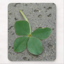 Lucky Charm Four Leaf Clover Photo