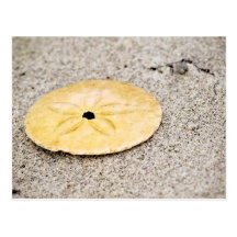 Lucky Sand Dollar Postcards