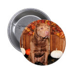 Lucky - Shar Pei - Hildebrand Pins
