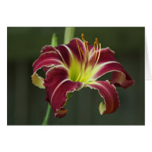Lucky Streak Greeting Cards
