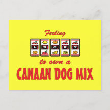 Canaan Dog Mix