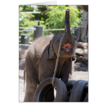 Luk Chai Baby Elephant Greeting Cards