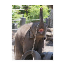 Luk Chai Baby Elephant Post Card