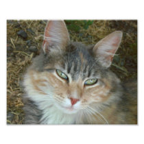 Lulu the Cat