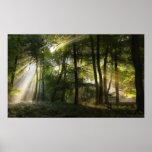 Lumière de région boisée de matin posters