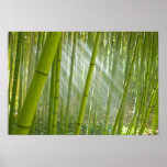 Lumière du soleil de matin filtrant à l'aide du ba poster