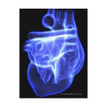 Luminescent view of the human heart postcards