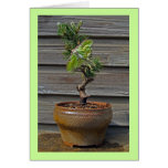 Luna Bonsai Greeting Card
