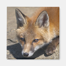 Luna Fox Magnet