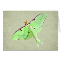Luna Moth Card