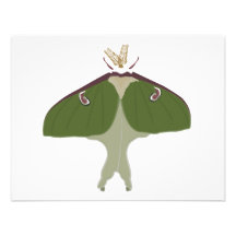 Luna Moth Personalized Invite