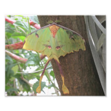 Luna Moth Photographic Print
