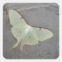 Luna Moth Stickers