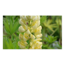 Lupin Business Card