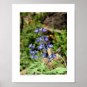 Lupin near Cathedral Lake posters