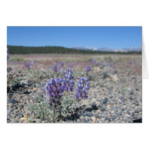 Lupine near Yosemite National Park Greeting Cards
